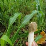 竹荪四川青川干货农家嫩荪短帽竹奎竹菌250g煲汤刷火锅食材搭配