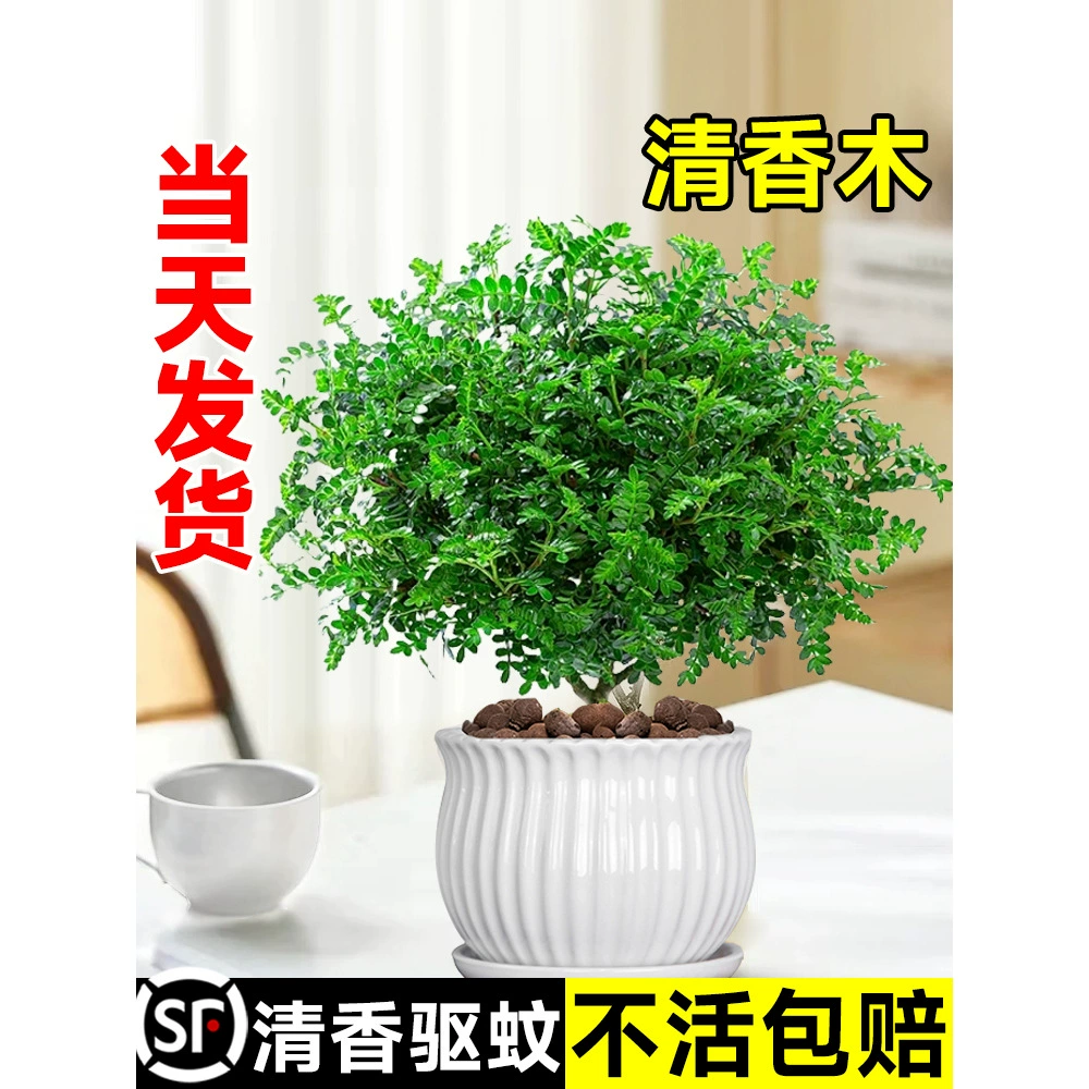 Ароматное дерево перца в горшке для дома и улицы, репеллент от комаров, офисный цветок, растение, саженец, украшение для торта, бонсай, зеленое растение