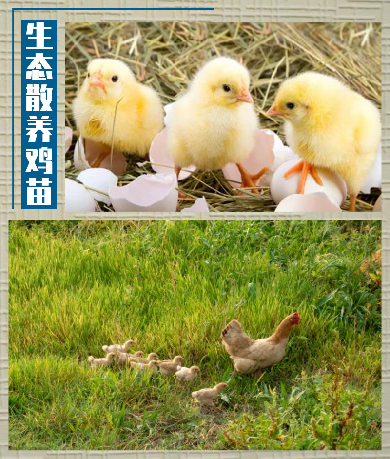 三黃雞描述-6.png