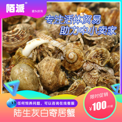 Hermit Crab living thing wholesale Hand Source of goods strawberry Blackberry pale