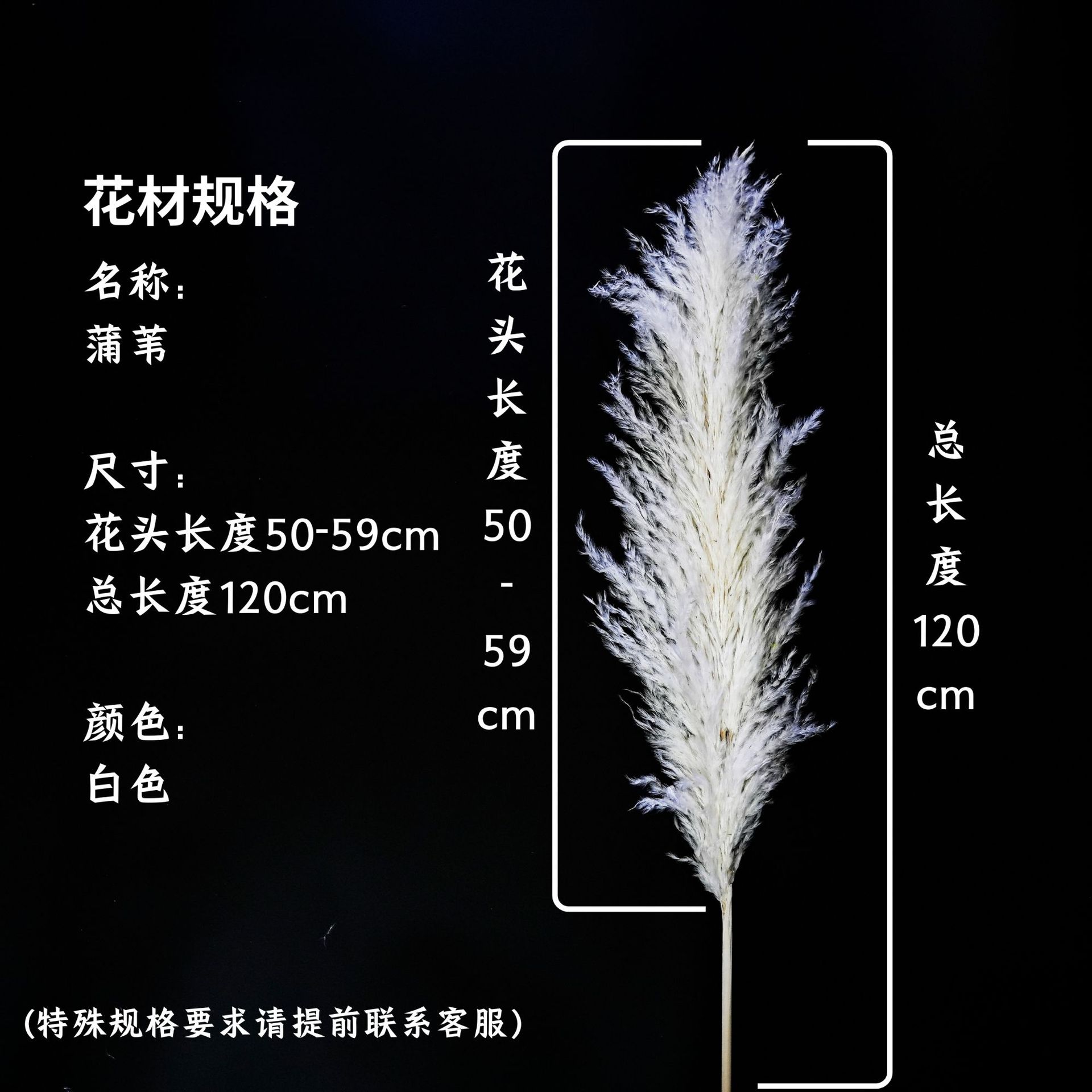 꽃머리 50~59cm 흰색