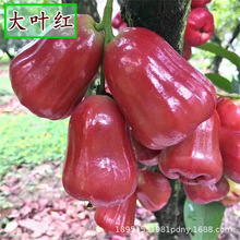 ɏ�F����� �w��̨���ڽ���ɏ�F��������ǰűȵ������Ԯ���Y��