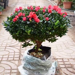 ���N�������ļ������ļ������҃������̨���ܾGֲ�辰�����՚�