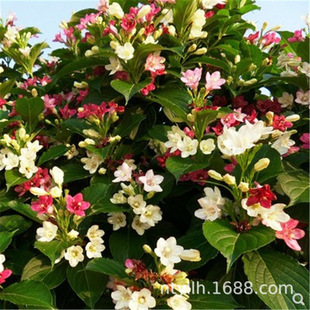 ����\���������߲�ͥԺ�G�����^�����ͺ�����t�����\������ֲ��