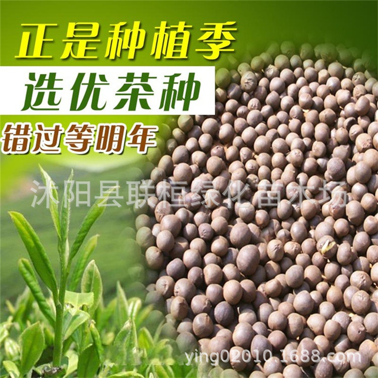 新采茶叶种子茶种籽绿茶种子西湖龙井碧罗春铁观音毛尖茶花茶树籽