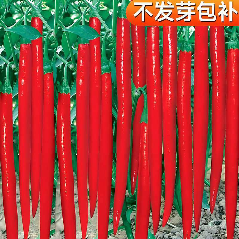 二金条辣椒种子青红两用二荆条辣椒籽菜地大棚四季易种植蔬菜种子