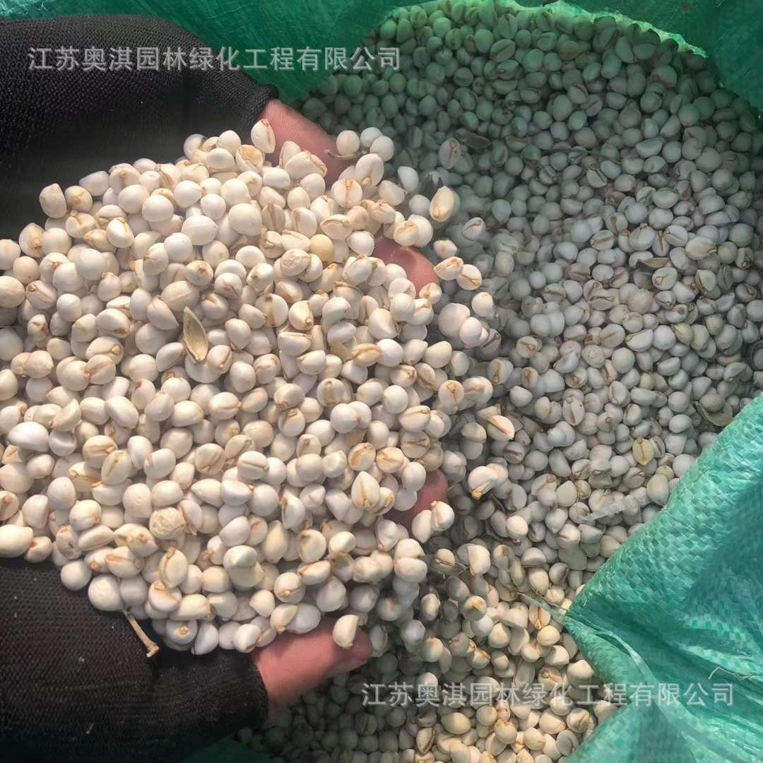 供应山乌桕种子 乌桕种子 红叶乌桕乌桕树子量大优惠高出芽率