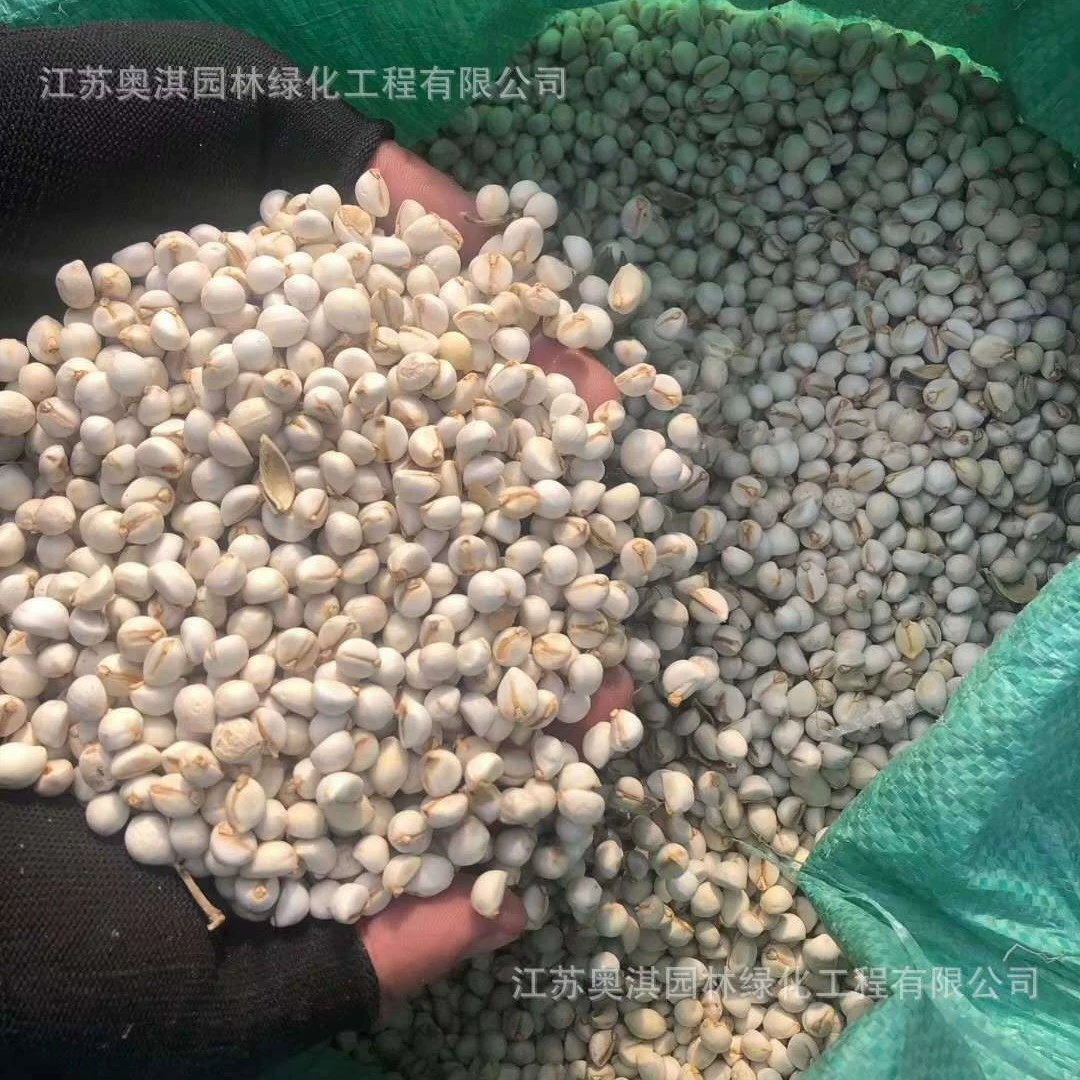 Поставка семян горного ива, семян ивы, семян краснолистовой ивы, семян ивовых деревьев, большие объемы, скидка, высокая всхожесть