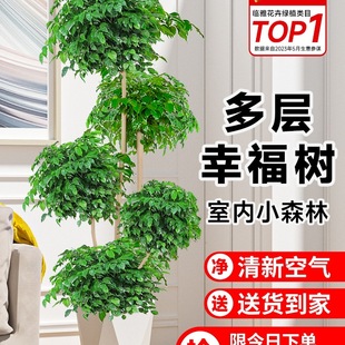Large Potted Green Plant for Living Room, Easy-To-Care-For Plant for Office, Large Old Stump Peace Tree That Absorbs Formaldehyde All Year Round