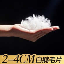 水洗2-4cm白鹅毛片清洁无异味 沙发 枕芯 坐垫 填充羽绒羽毛批发