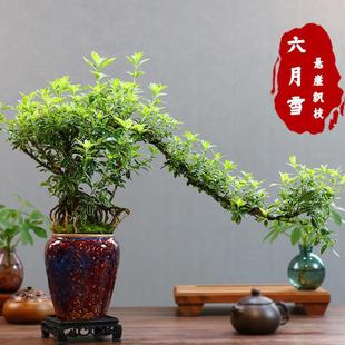 Cliffside Golden Edge June Snow Indoor Styling Flowering Small Potted Zen Bonsai Small Old Stump Desktop Office Interior