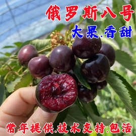 车厘子树苗樱桃树苖南方北方种植盆栽庭院果树矮化樱桃树大樱桃苗