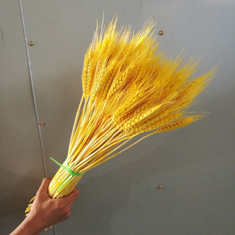 Zhiyun AL POR MAYOR OREJA DE TRIGO flor seca ramo de oreja de trigo flor eterna rural natural gran trigo oreja tiro flor artificial