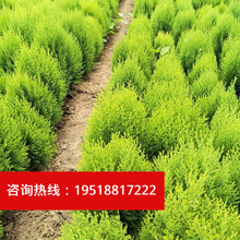 北京桧球】_北京桧球品牌/图片/价格_北京桧球批发_阿里巴巴