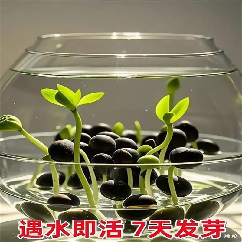 Семена лотоса в чаше, красочные и разноцветные гидропонные цветы, семена четырехсезонного лотоса в водной культуре, семена лотоса, зеленые растения, семена гидропонного лотоса