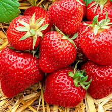 丹东99奶油大莓种籽四季花种籽子莓苗种植蔬菜种孑花卉种子全