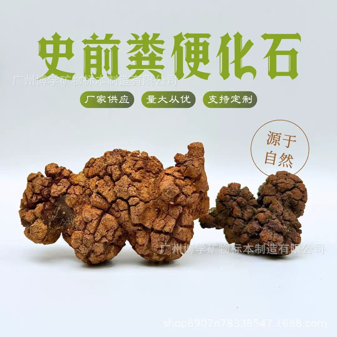 天然化石标本古生物史前粪便化石动物粪便化石原石科普教学标本