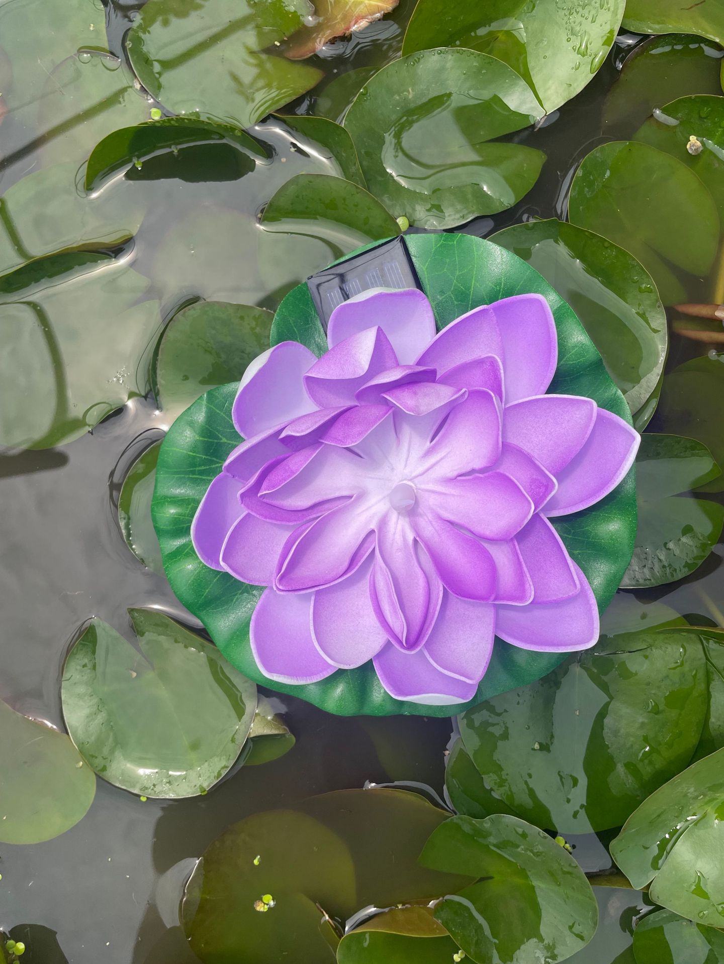 같은 스타일의 인기 판매 - 보라색 연꽃 물 표류 램프 - 따뜻한 빛