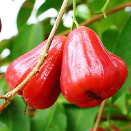 瓜果类;苹果;其他水果