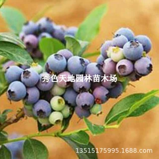 北陆蓝莓树果苗耐寒半高丛蓝莓树苗南北方庭院盆栽地栽种植蓝莓苗