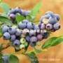 北陆种植庭院地栽果苗