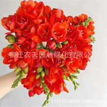 �S��ؼt���N������t������ֲ�ﻨ����N�����t���ͺ������҃Ȼ�