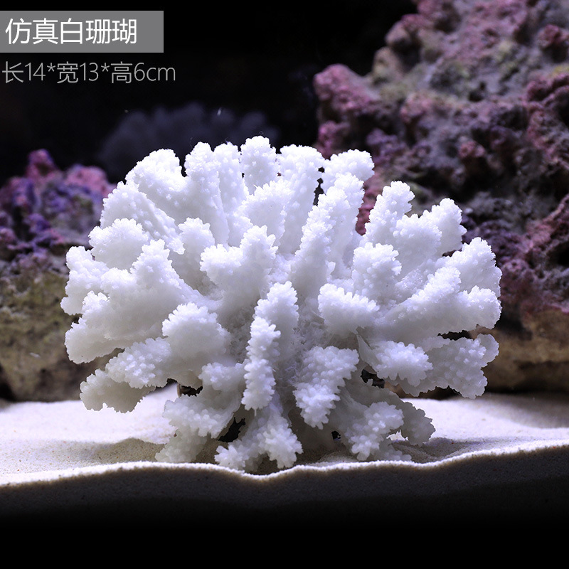 珊瑚1489