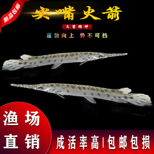 大型淡水觀賞魚圖片 海量高清大型淡水觀賞魚圖片大全 阿里巴巴