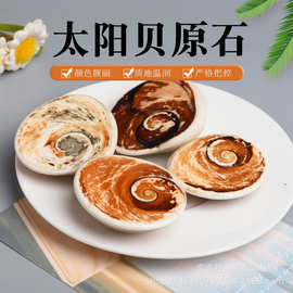 天然海螺贝壳化石太阳贝原石海洋古生物标本DIY饰品摆件 厂家批发