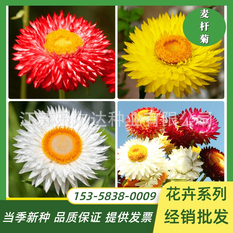 Семена соломы хризантемы воск Хризантема Сушеные Семена цветов Хризантема пейзаж озеленение цветы в горшках балкон Садоводство срезанные цветы семена цветов