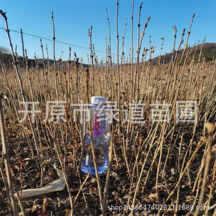 �|��С�����l �϶���С�� ���~�������G�h������t���㻨��