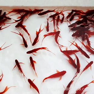 �Ϻ��Ꭷ�~�Bֳ�����l ��β�t�� �t������β �t�����~