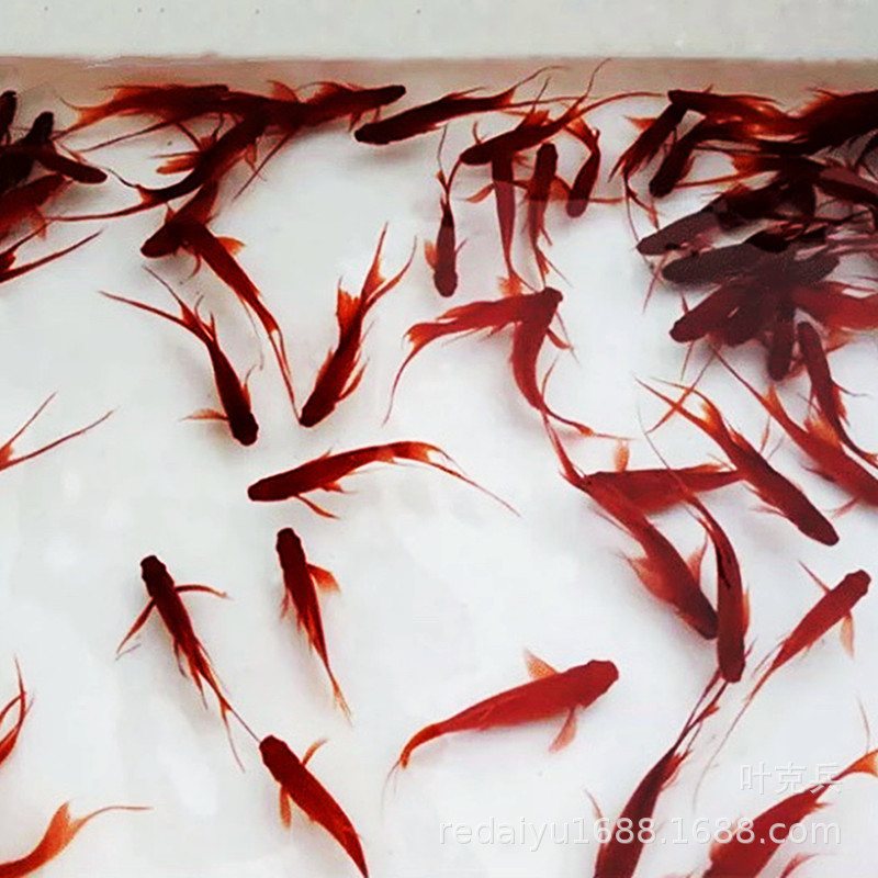 上海热带鱼养殖场批发 燕尾红箭 红玛丽燕尾 红玛丽鱼