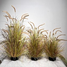 �JȔ�ݷ��滨��Ȕ�ٻ��Gֲ�����҃Ȼ����b�؈β�Ͳݷ��滨�쾰