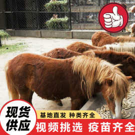 景区观赏互动拍照矮脚马活体家养宠物儿童骑乘马 国产小马矮马价