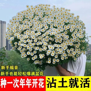 ��ʾշN��С�r�ջ��N���ļ��_���҃����̨ͥԺ���԰׾��ղݷN��