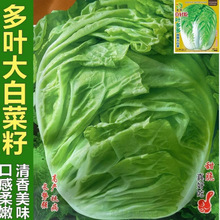 脆甜大白菜种子高产叶多哆抗病种籽无筋耐热抗寒种孑四季娃娃蔬菜