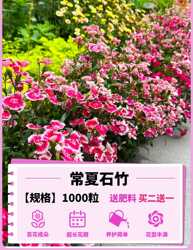 ヨーロピアンコスモスの花の種子は耐寒性の低生のカラフルなコスモスの花の種子で、ベランダ、中庭、屋内外で四季を通じて播種して開花させることができます。|undefined