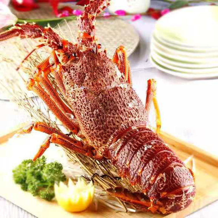 澳洲红龙速冻大花龙青龙澳洲大龙虾550g-5000g一只规格