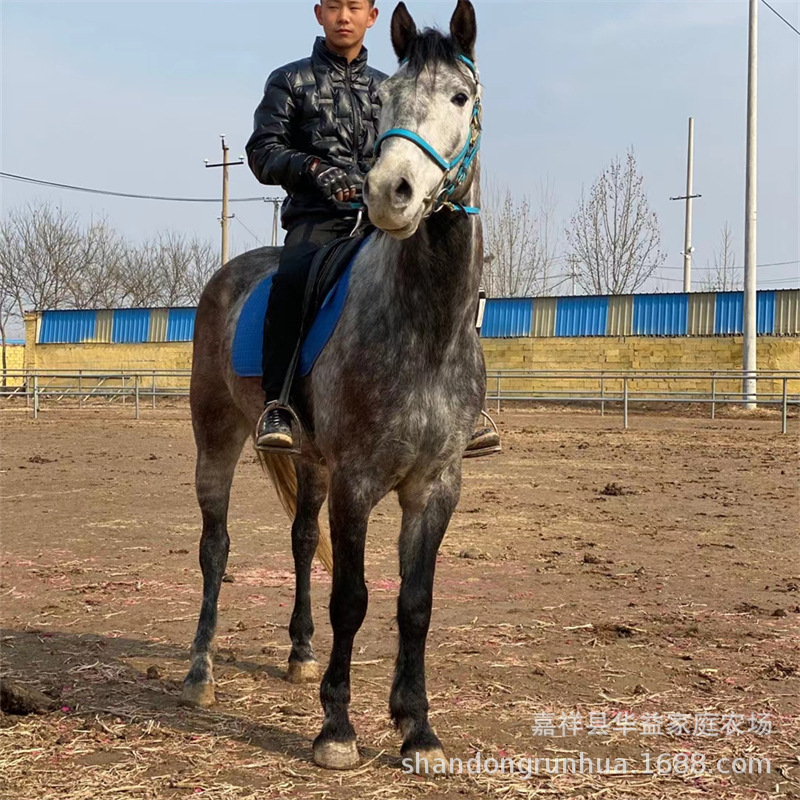 骑乘马养马场半血马纯血马训过马匹骑乘马价格蒙古马养殖