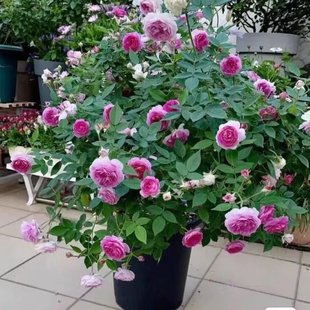 õ�廨�玧�����ļ��_���B�׻������¼����ͺ��Gֲ���r��ͥԺ�̨