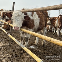 活牛出售改良西门塔尔牛牛犊养殖肉牛牛苗活体小牛仔繁殖小母牛
