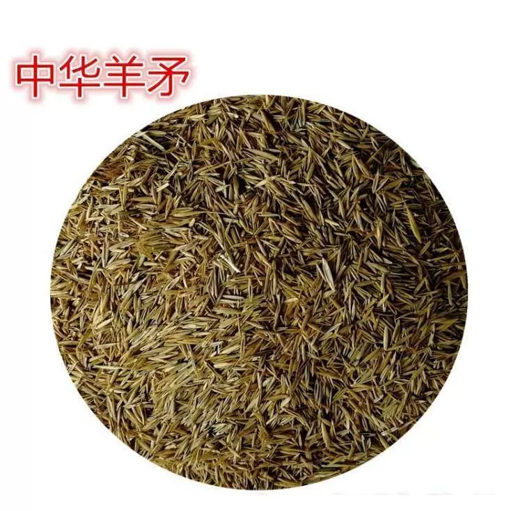 Семена корма Китайская овсяница