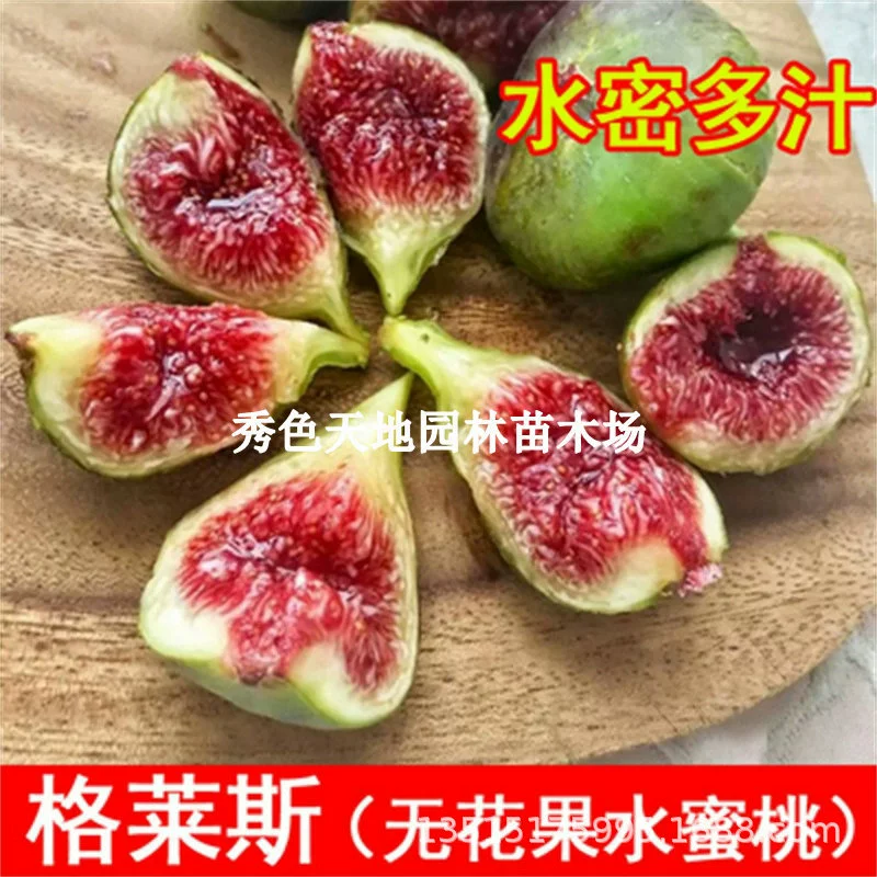 Саженцы инжира Grais, саженцы инжира сахарного персикового цвета, посадка в горшках, саженцы плодовых деревьев, урожай которых образуется в том же году.