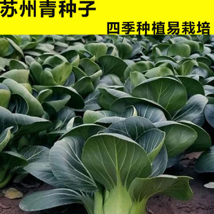 �ڴ��^�K����N ���_���~С����� ͥԺ�̨���Բˈ@�ļ��߲˷N