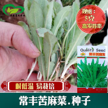 苦麻菜种子 农田菜园可盆栽叶色黄绿柔嫩群生微苦清香野菜蔬菜籽