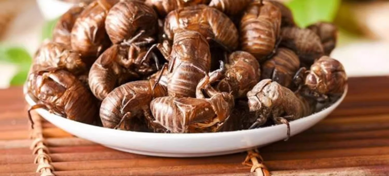 Cicada Slough Chan Tui Whole Dried Cicada Molt Traditional TCM Herb Water Washed 500g quality and texture