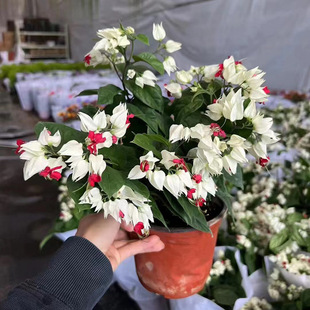 ���������Ԏ���ͥԺ�ٱ��҃ȿ͏d�����ļ��_������ֲ����B����