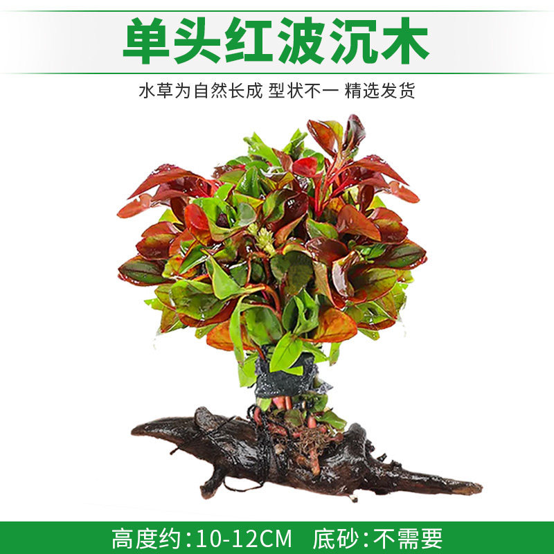 单头红波沉木