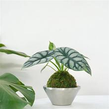 ��Ϭţ����̦�\���҃��k���ұ��Wins�Pֲ������՚�